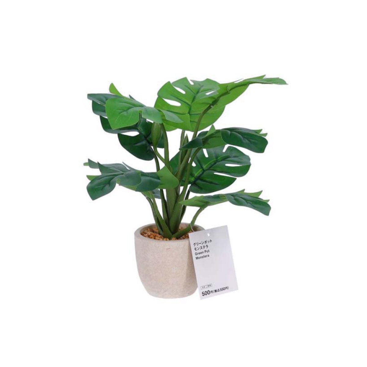 Green Pot Monstera